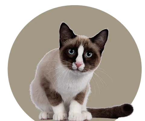 Bilde av katt