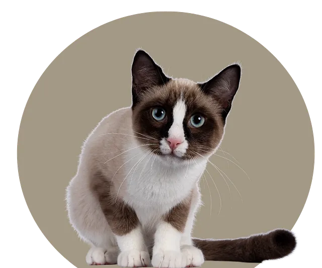 Bilde av katt