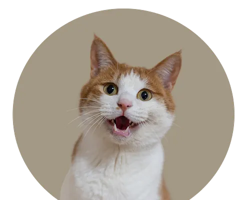 Bilde av katt