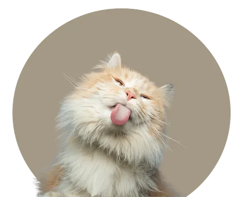 Bilde av katt