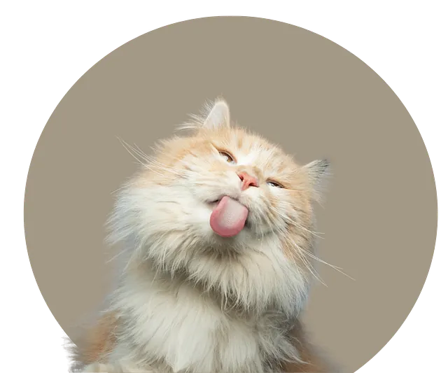 Bilde av katt